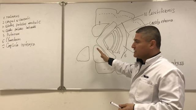 Базальные ганглии. Базальные ядра. Basal ganglia of the brain смотреть онлайн