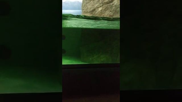 Кормление морских котиков в Московском Океанариуме❤️ смотреть онлайн