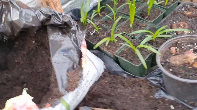 How To Grow Anchusa Seeds The Alternative Sowing Technique