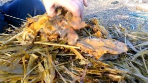 Силос Суданки