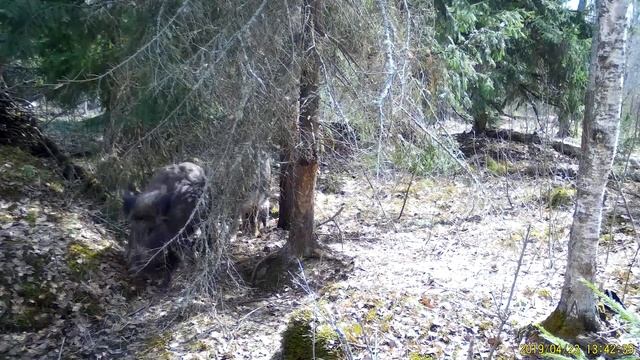 Считаем кабанят смотреть онлайн