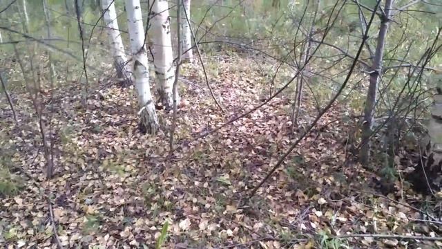 Осенние грибы, чем отличаются от летних? 4 сентября 2019 г. смотреть онлайн