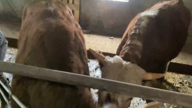 Откорм бычков . Забераем 7-голов на продажу . Общий вес в круг 162 кг смотреть онлайн