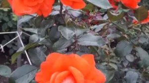 Роза Салита