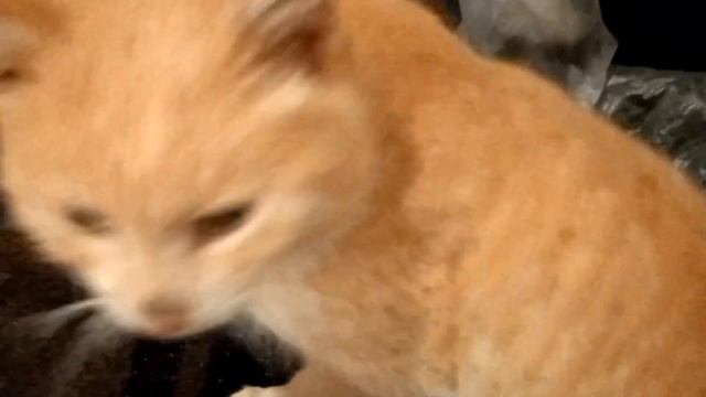 Без кота и жизнь не та. Милота рыжего кота.