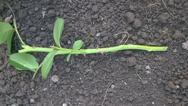 УКОРЕНИТЬ САДОВУЮ РОЗУ! Простой способ как укоренить (размножить) садовую розу. смотреть онлайн