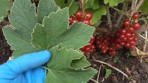 ЛАСУНЯ. Красная смородина с необычно сладким вкусом. / Коллекция Светланы Татур.