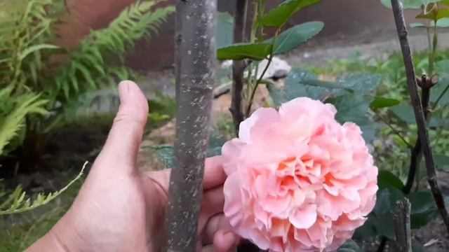 АВГУСТА ЛУИЗА . смотреть онлайн