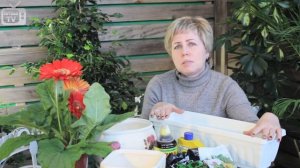 Как вырастить зелень на подоконнике?