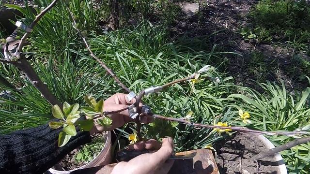 Прививки прижились, что делать??? смотреть онлайн
