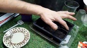 СЕЕМ МАХРОВЫЙ ПОРТУЛАК без пикировки и СЕРЕБРИСТУЮ ЦИНЕРАРИЮ.mp4