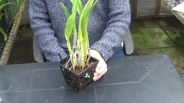 Cattleya Golf green CareCollab смотреть онлайн