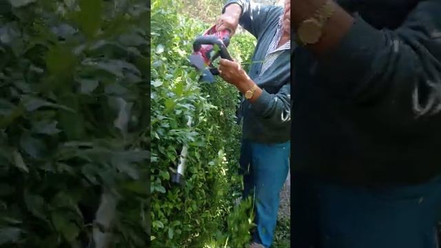 GÜLPINAR KASABASIN'DAN RAŞİT GÖKŞEN'E HAYIRLI OLSUN. смотреть онлайн