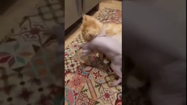 юмор смотреть онлайн
