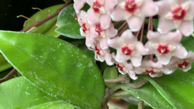 Hoya | Ornamental Flowering, Low Maintenance Garden Plant смотреть онлайн