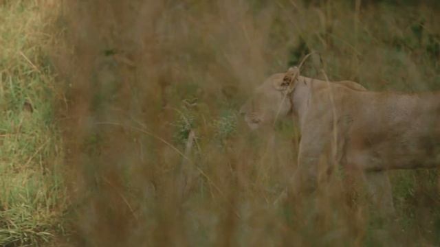 FE 300mm F2.8 GM OSS | A game-changer for wildlife photography by Jayanth Sharma смотреть онлайн