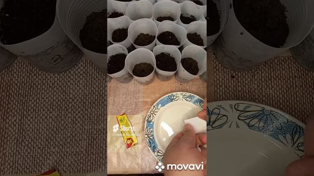 ПОСАДКА ТОМАТА ЧУДО КАРЛИК. ОГОРОД НА КУБАНИ. shorts# смотреть онлайн