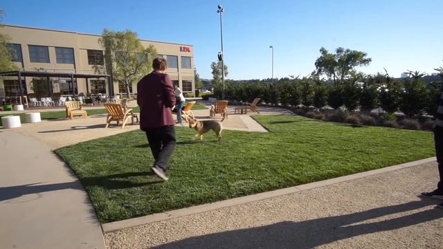 Russian Dog Trainer 2 смотреть онлайн