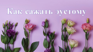 Как сажать семена эустомы