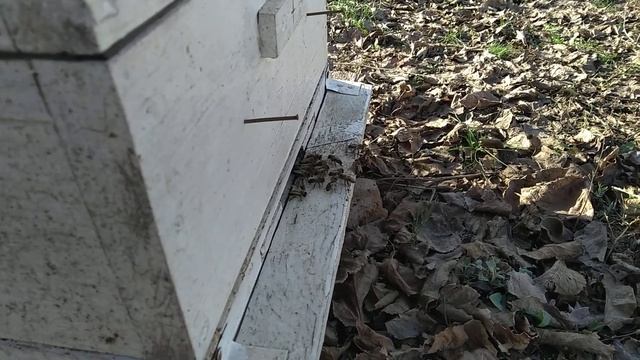 Короче зимовка пчел идёт полным ходом :) смотреть онлайн