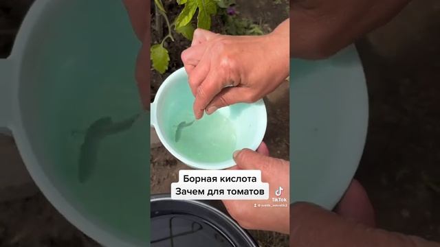 Борная кислота для томатов! Первая подкормка по листу. смотреть онлайн