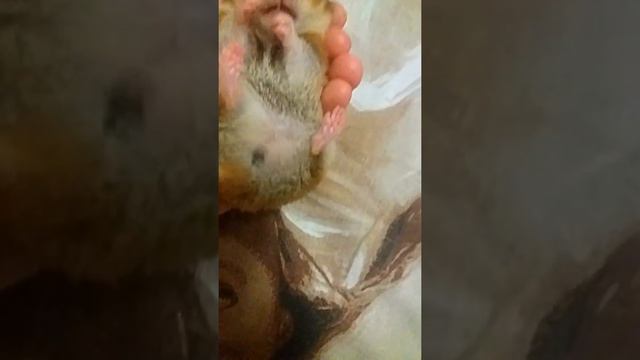 Хомяк неожидано замер!)) смотреть онлайн