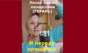 Посев пеларгонии и первая прищипка сеянцев