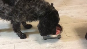 Кормление спаниеля