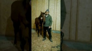 Обучение лошади.Онлайн ученик Horse Familу.