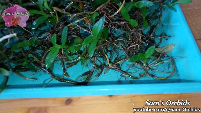 Orchid keikis on pendulous Dendrobium pseudobulbs смотреть онлайн