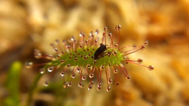 Drosera Capensis Seedling With Flea
