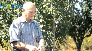 Кабардинская Ранняя