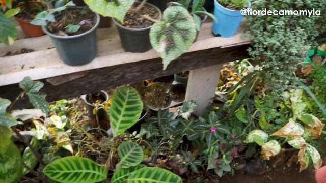 É dessa FORMA que se tinha PLANTAS LINDAS e SAUDÁVEIS a 50 ANOS ATRÁS смотреть онлайн