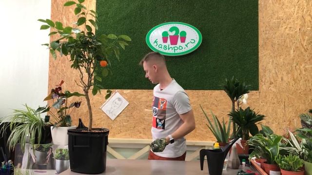 Кумкват с распродажи 1,5 года спустя, обрезка, пересадка и лечение смотреть онлайн