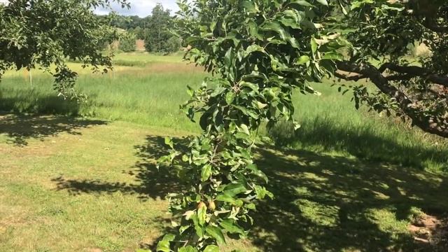 #09 | Sommerschnitt alte Obstbäume für Anfänger DIY смотреть онлайн