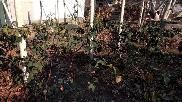 бесшипная ежевика НАТЧЕЗ .20.11.2019 смотреть онлайн