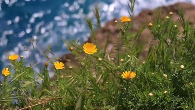 Солнце в холодной воде... смотреть онлайн