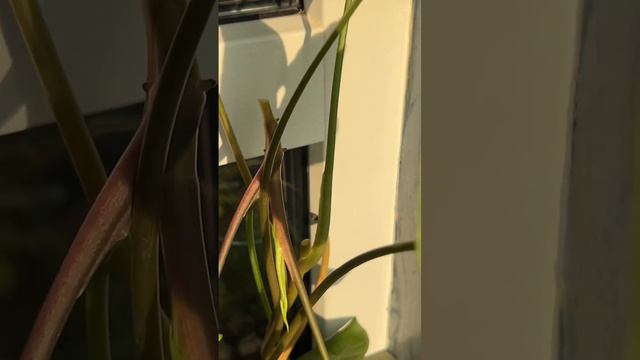 Сингониум черенкование