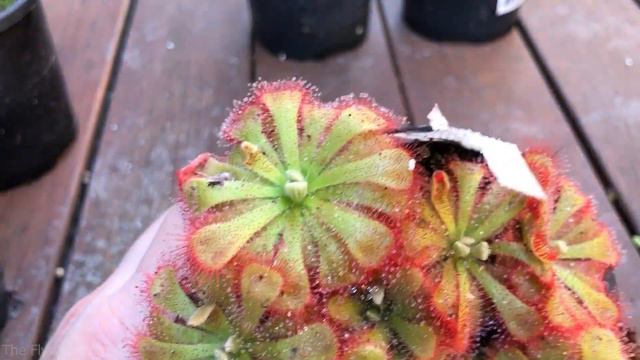 Which Plants Will Go To The USA