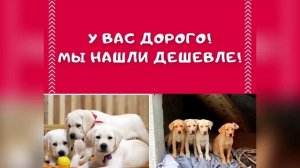 ??? Сколько стоит щенок лабрадора?