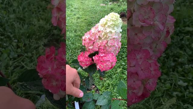 Гортензия Фурор Самарская Лидия Rensam/Frambosine(Малина) настоящая малинка для вас?? смотреть онлайн