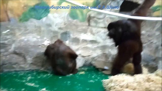 Орангутаны Бату и Мишель развлекаются 21.10.2022 смотреть онлайн