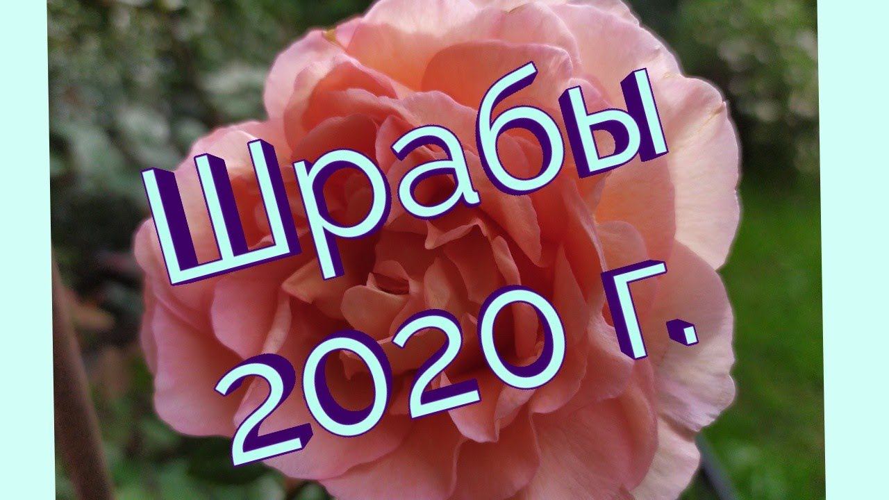 Розы шрабы .Лето 2020 г. смотреть онлайн