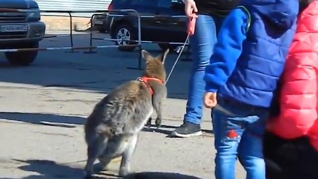 Кенгуру на праздник, 8(965)380-13-11 смотреть онлайн