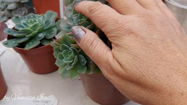 Echeveria 'Rain Drops'! 🌿