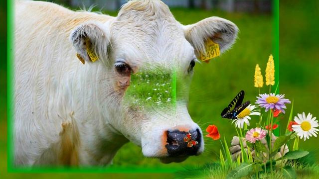 мычание коровы / звуки коровы / корова мычит / красивые коровы для детей смотреть онлайн