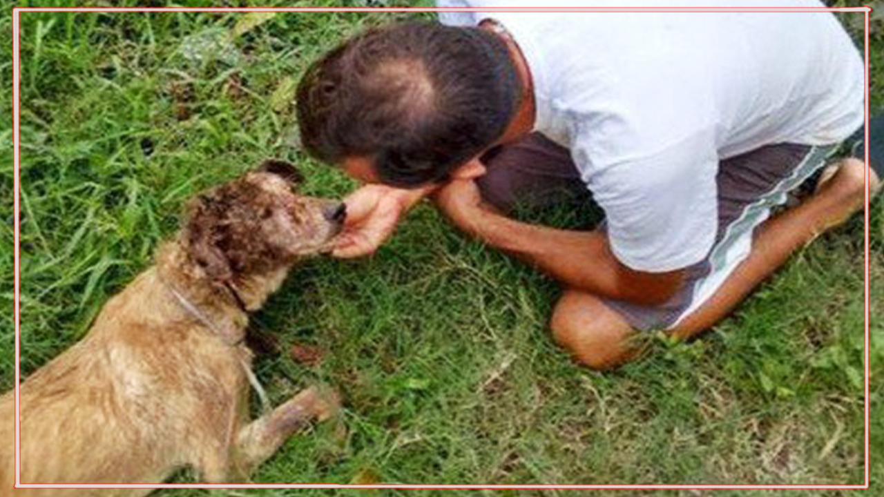 Нет таких ран, за которые он бы не взялся! Защитник животных из Бразилии спас безнадёжного щенка смотреть онлайн