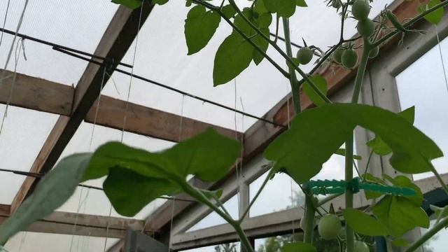 Обалденные золотые томаты. Лучшие оранжевые томаты в моей коллекции. смотреть онлайн