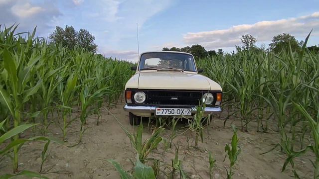 ИЖ Москвич 412 в кукурузе (mini зарисовка) смотреть онлайн