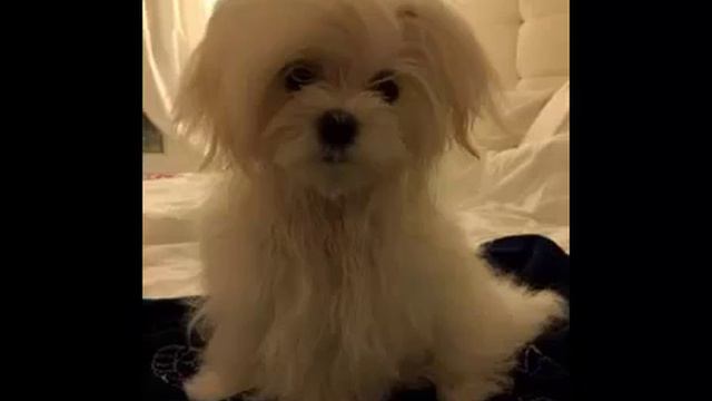 Мальтийская болонка, красавчик француз Лаки. Мальтезе, maltese смотреть онлайн